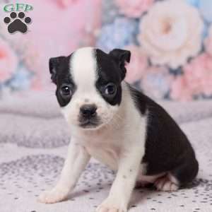 Violet, Boston Terrier Puppy